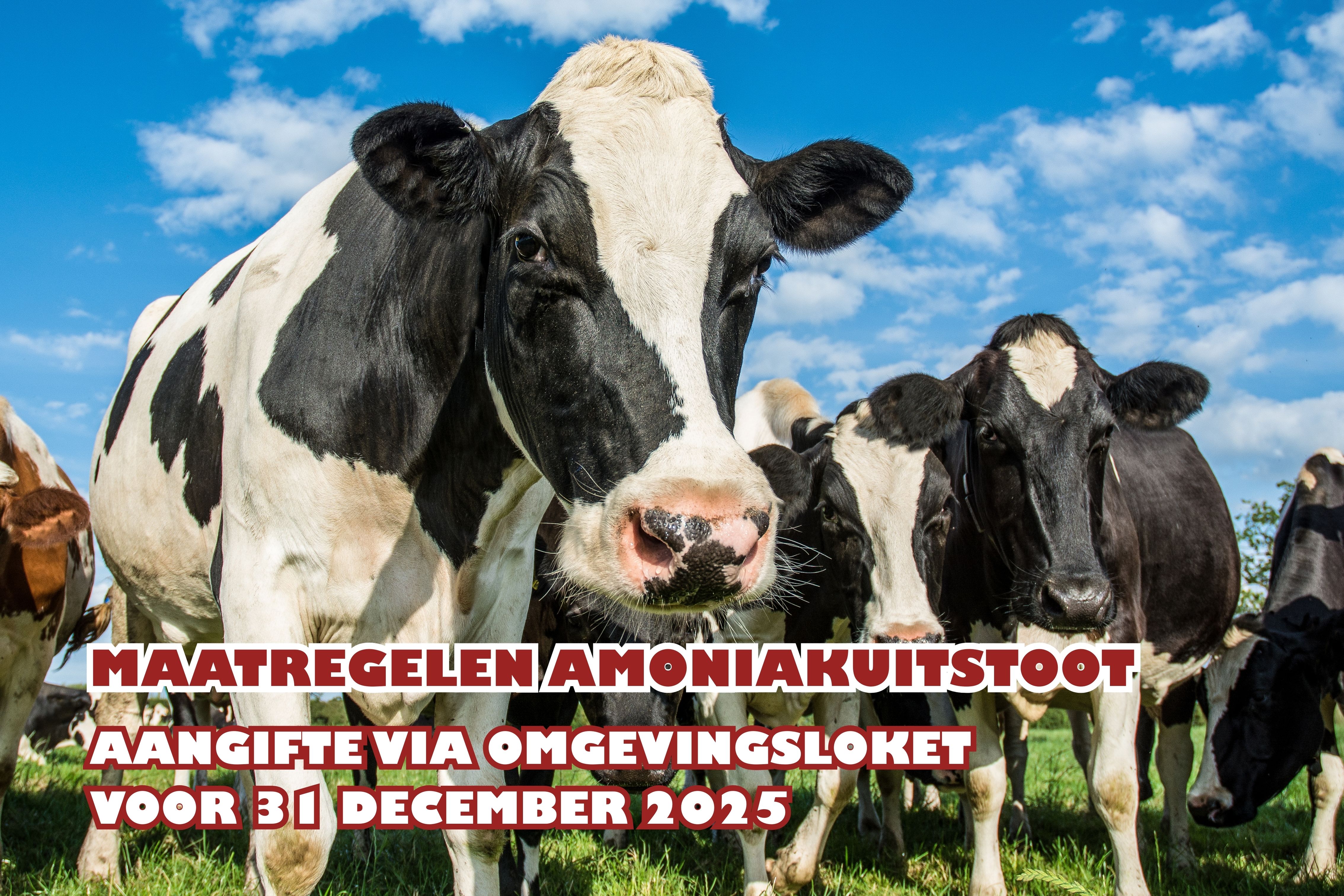 VERPLICHT VERMINDEREN VAN AMONIAKUITSTOOT VOOR RUNDVEEBEDRIJVEN